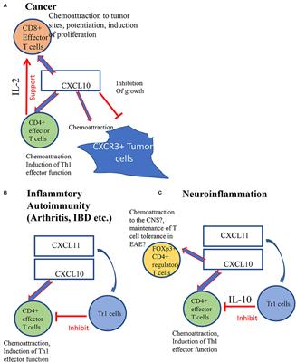 CXCR3 Ligands in Cancer and Autoimmunity, Chemoattraction of Effector T Cells, and Beyond